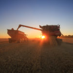 Combine and wagon harvestung barley